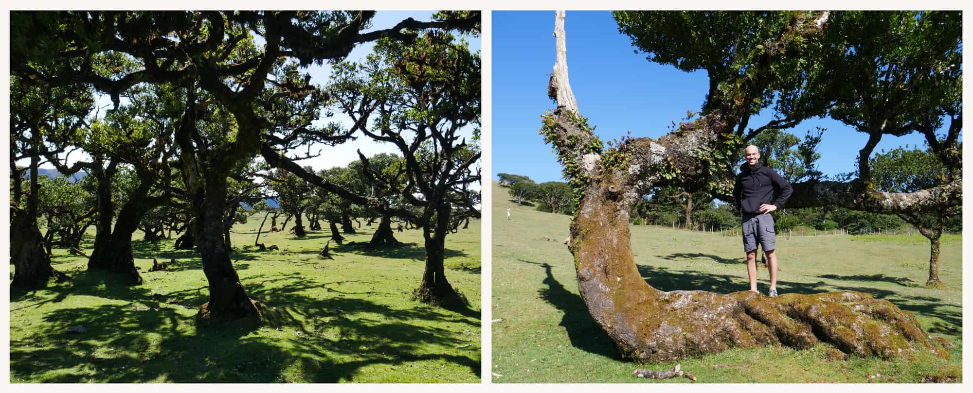 Curved trees in Fanal, Madeira